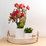 Congo orchidee rood